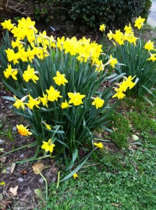 Clonard Road is absolutely full of daffodils these days!