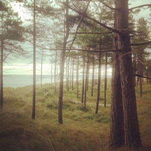 The Raven, a park with forest and beach walking paths