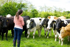 Joy With Cows